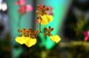 orchidees senat 027 * 4368 x 2912 * (4.54MB)